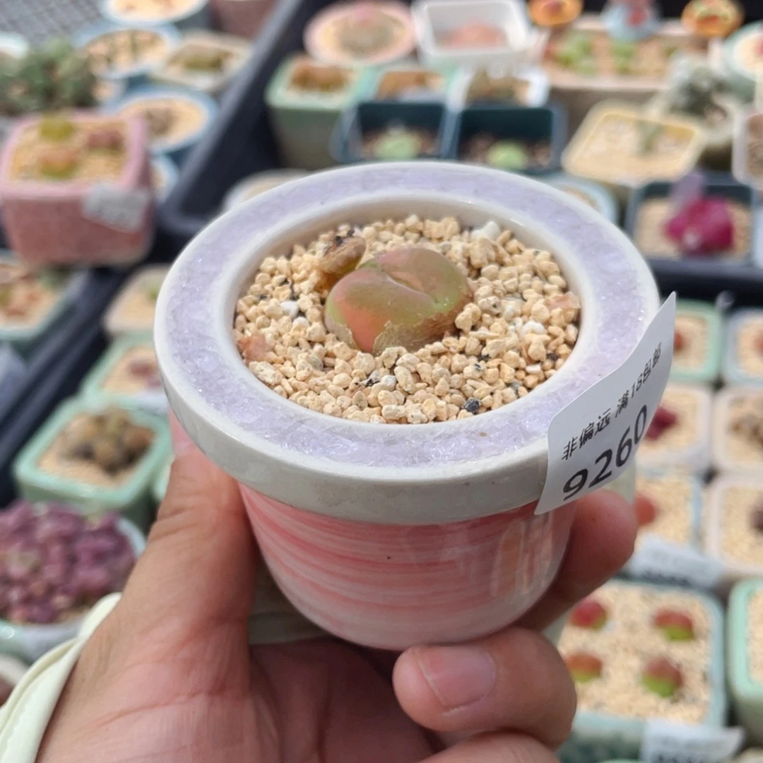 无花朵9260--一物一拍 带盆 蟠桃