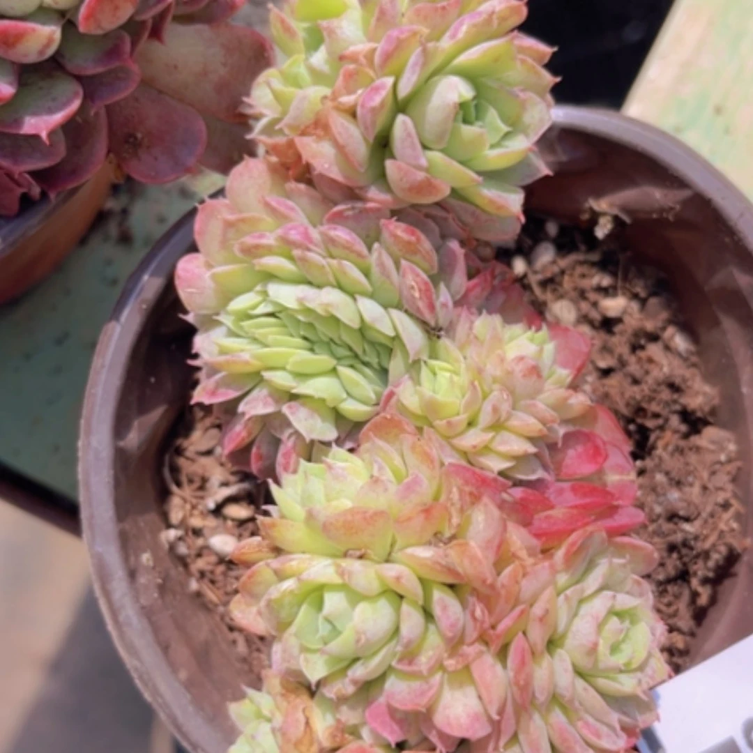 【闪购商品】朱砂痣缀0253