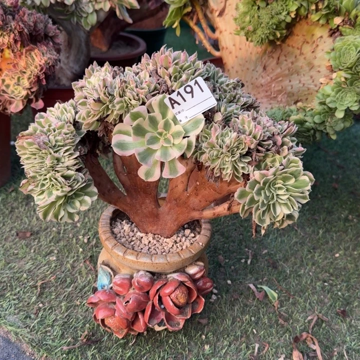 糖果女巫法师锦缀化191