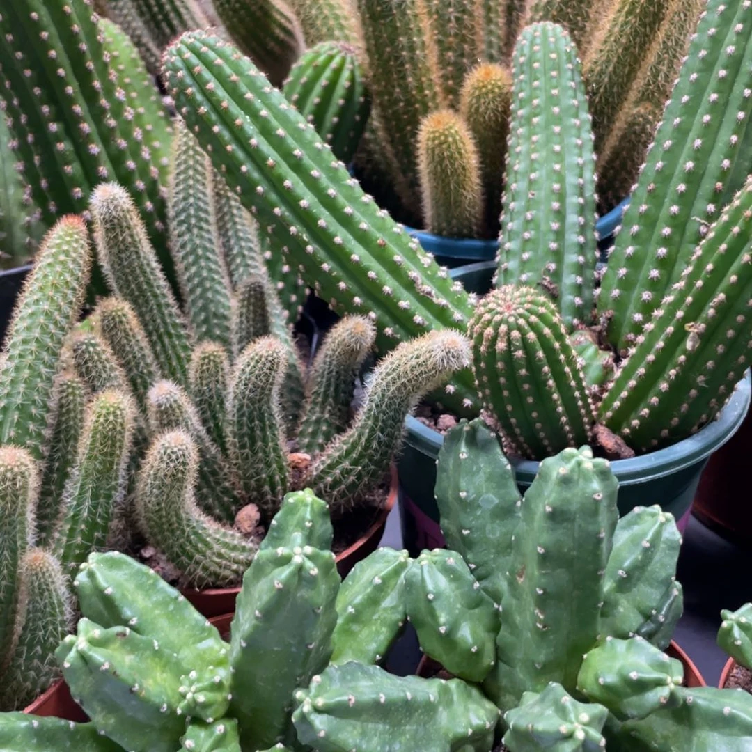 群生多头桃太郎一杯