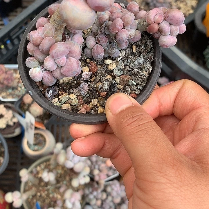 张***鸡存进纽扣滚轮咯哦集卡