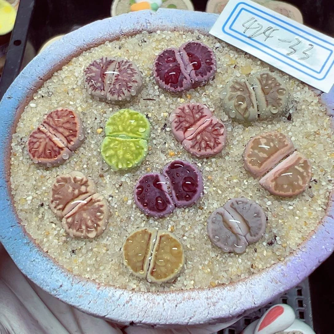 大*猫424-33优秀的整pen