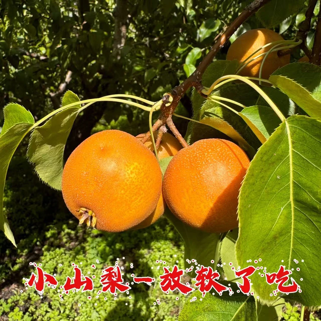 东北新鲜小山梨酸酸甜甜口味纯正1斤3斤5斤包邮顺丰