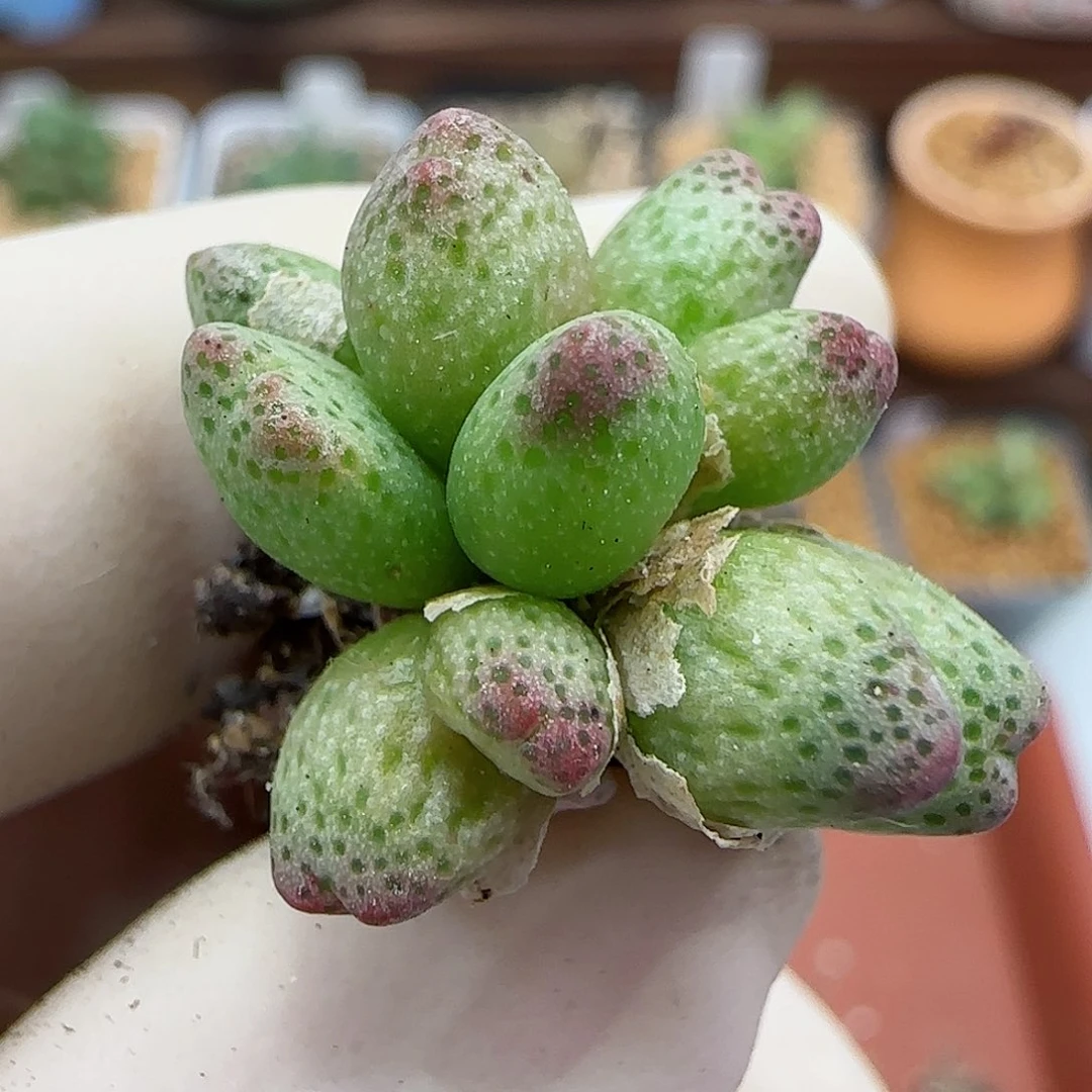 272编号125-1龙猫