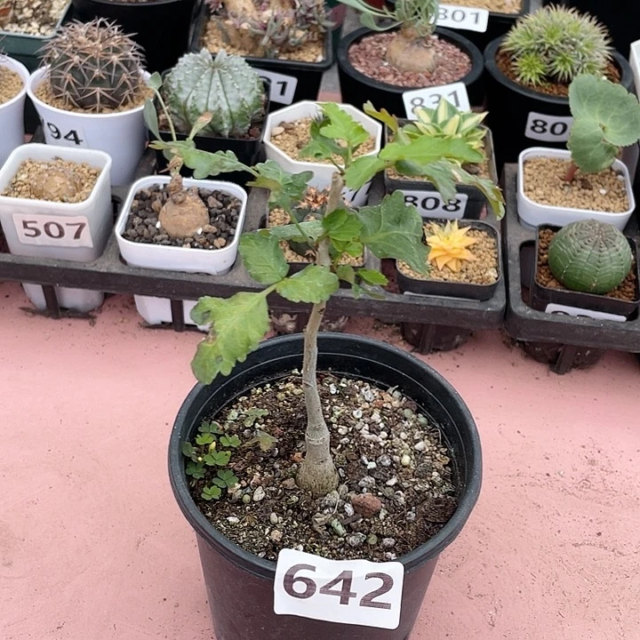 642小叶叶芳香橄榄
