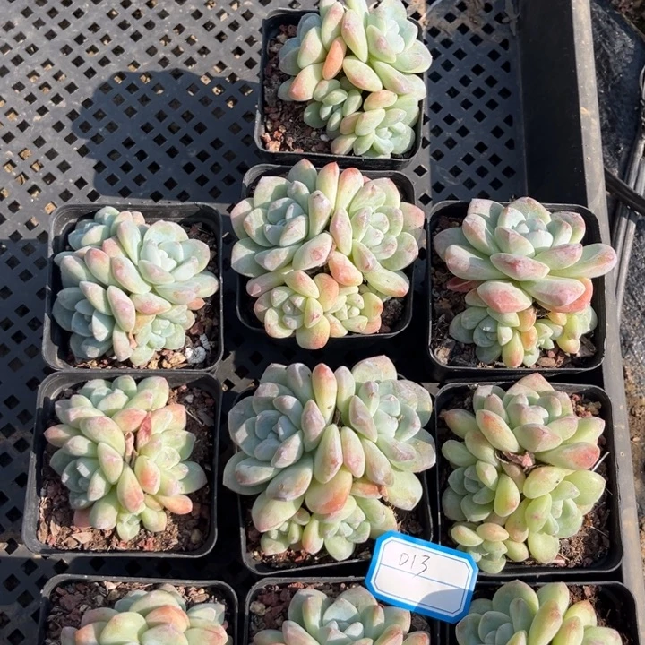 冰玉多肉七方盆一组013号