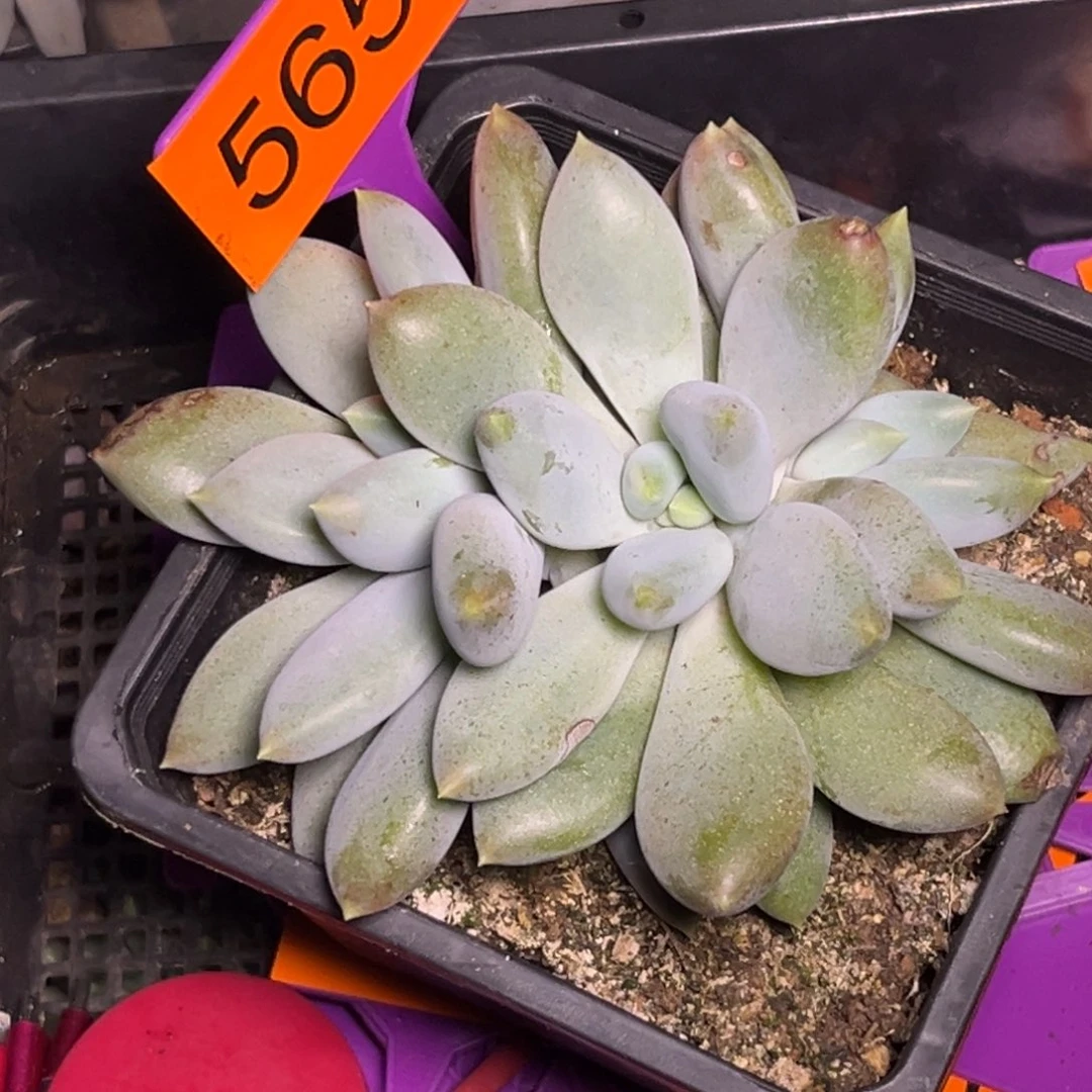 多肉植物胖体哥特565