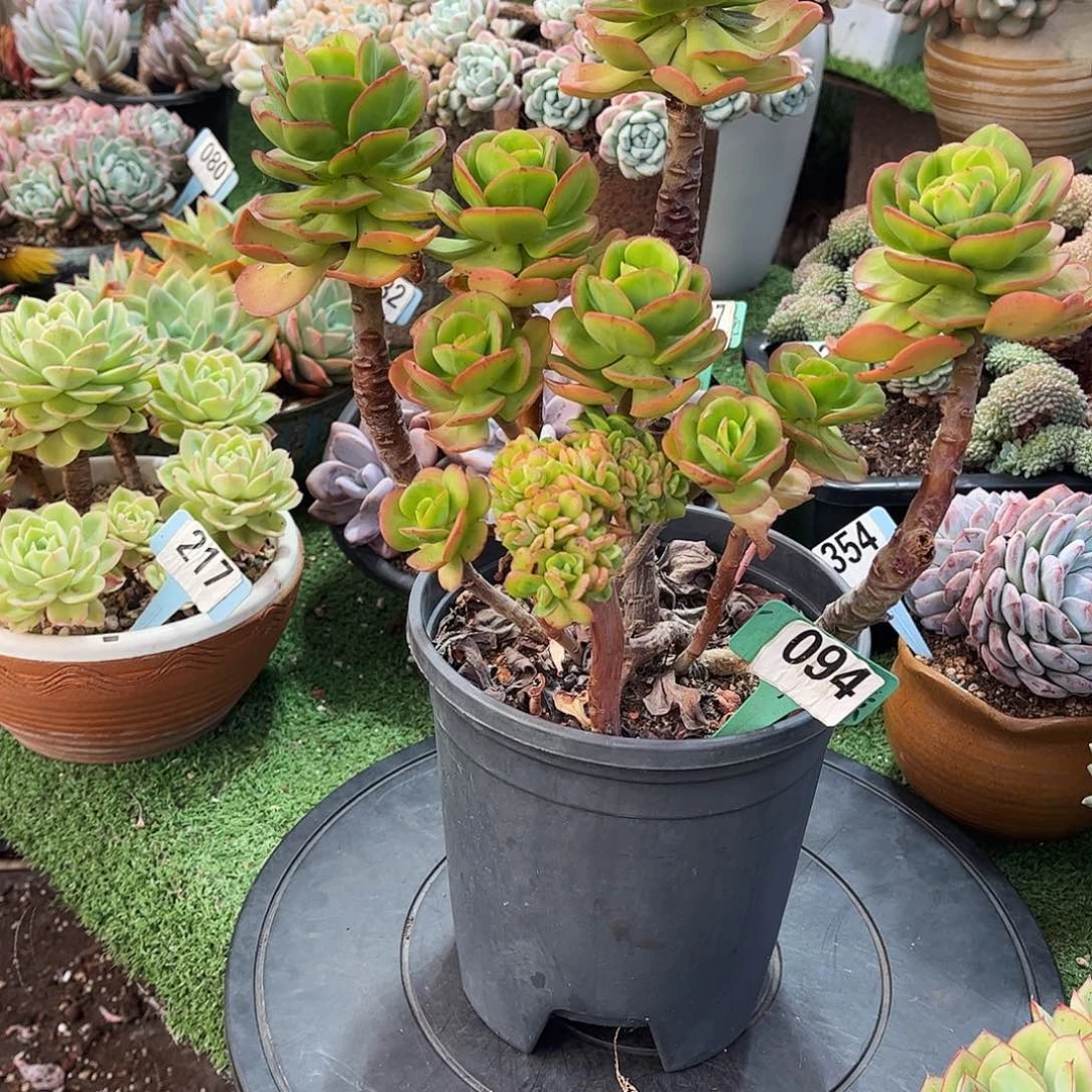 *****好美多肉植物保护094