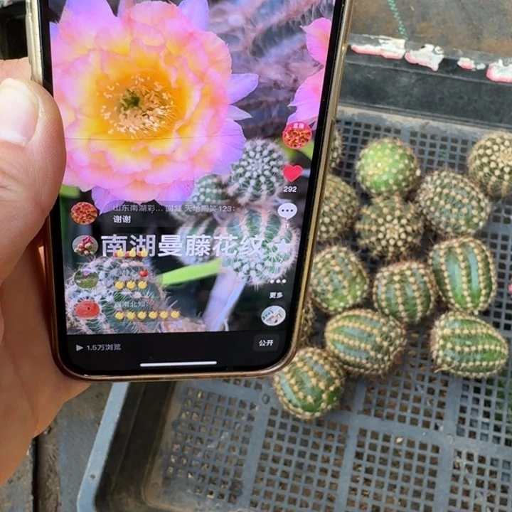 215彩草花纹歪无根侧牙4公分左右