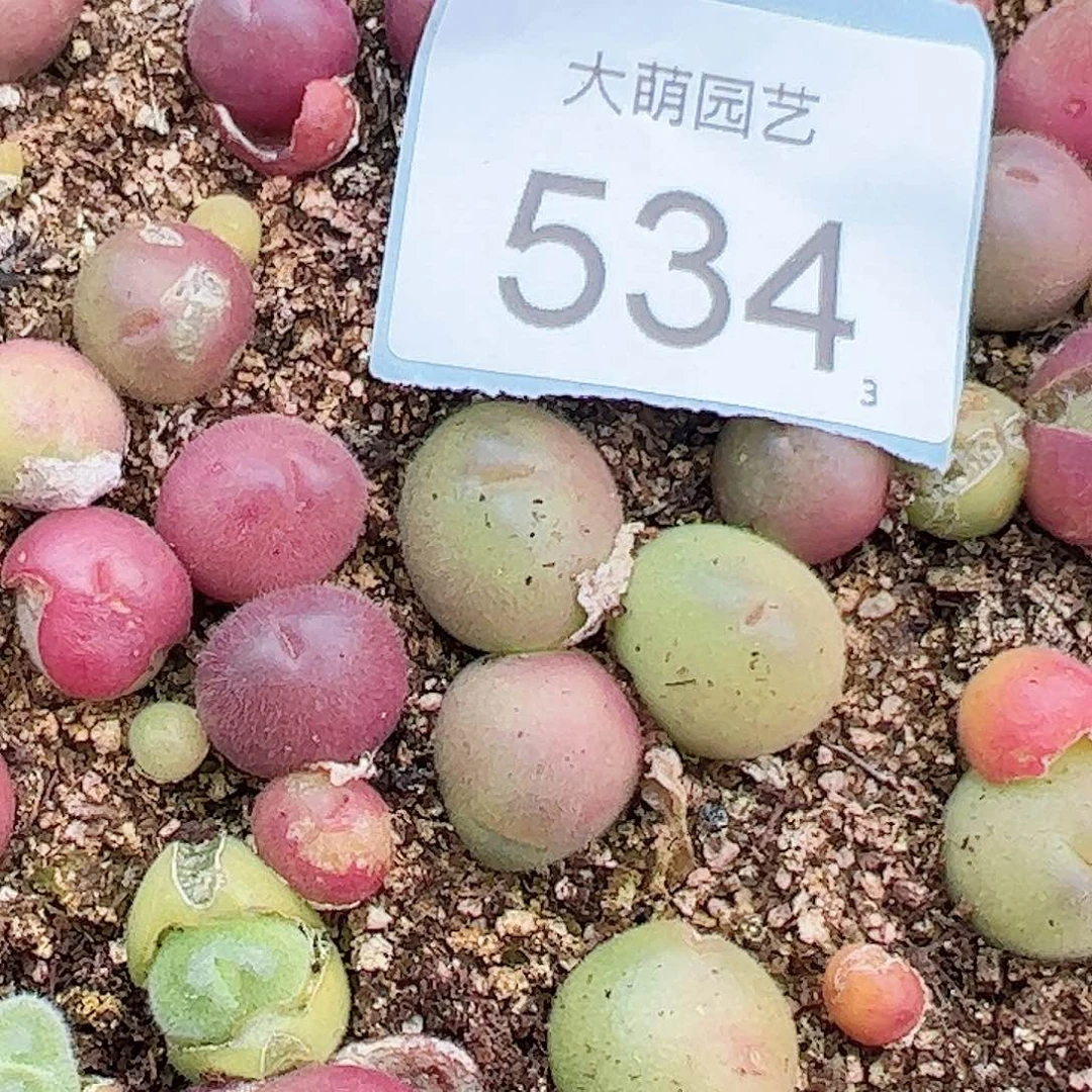 0000534量拍长毛翠滴单头5颗