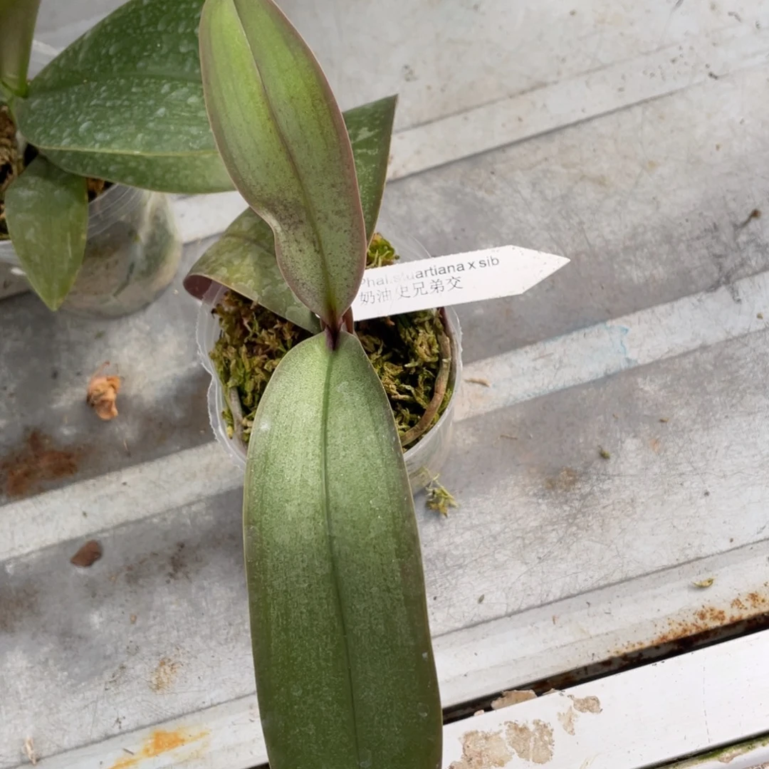 当前无花栽培后可以开花2.5奶油史兄弟交，抽梗