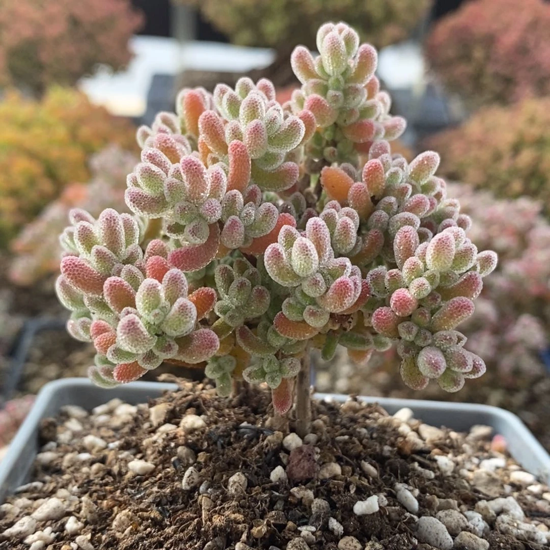 实生冰晶4035枝干番杏