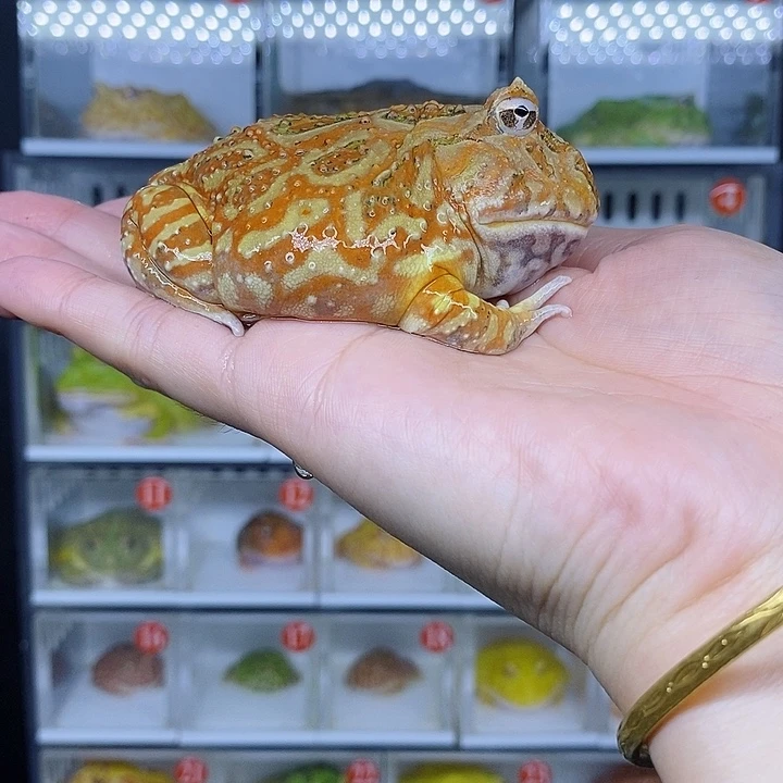 特价秒杀现货特价原色