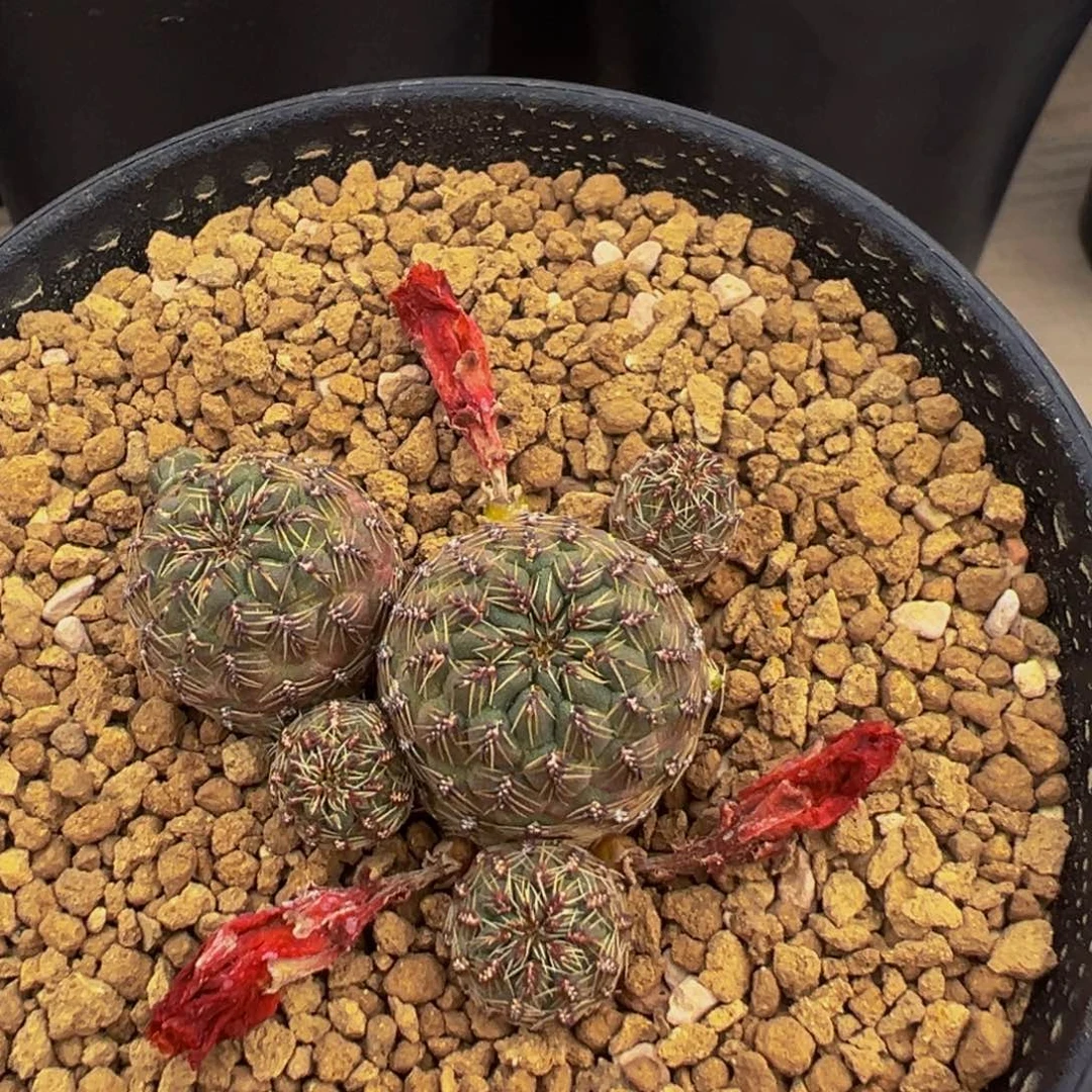 火焰沟宝多肉植物带盆土