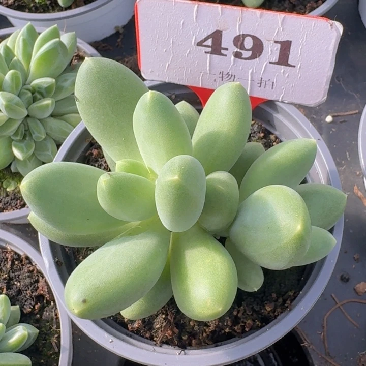 胖体麒麟491多肉植物