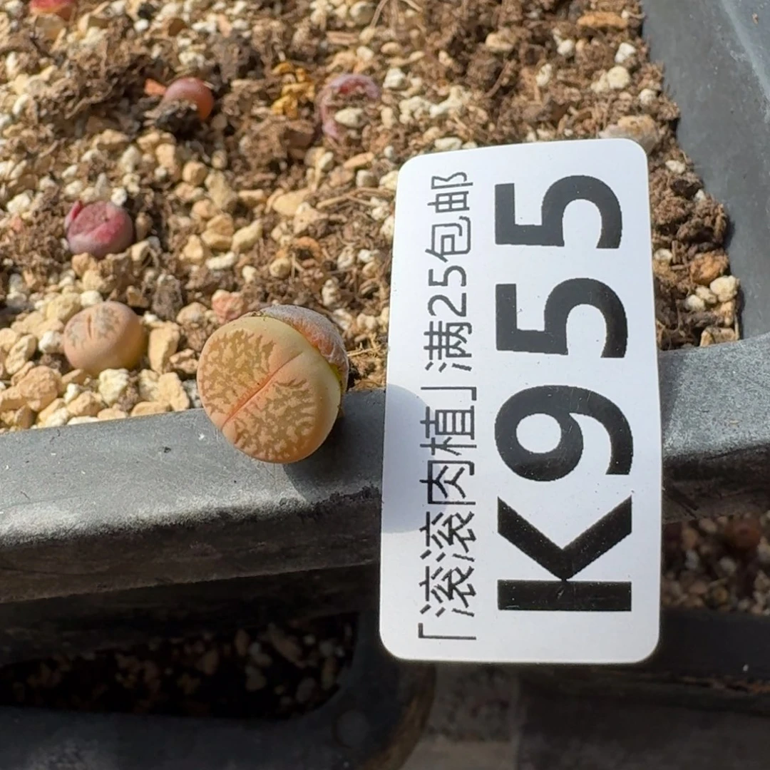 每****?K955紫日轮半退化