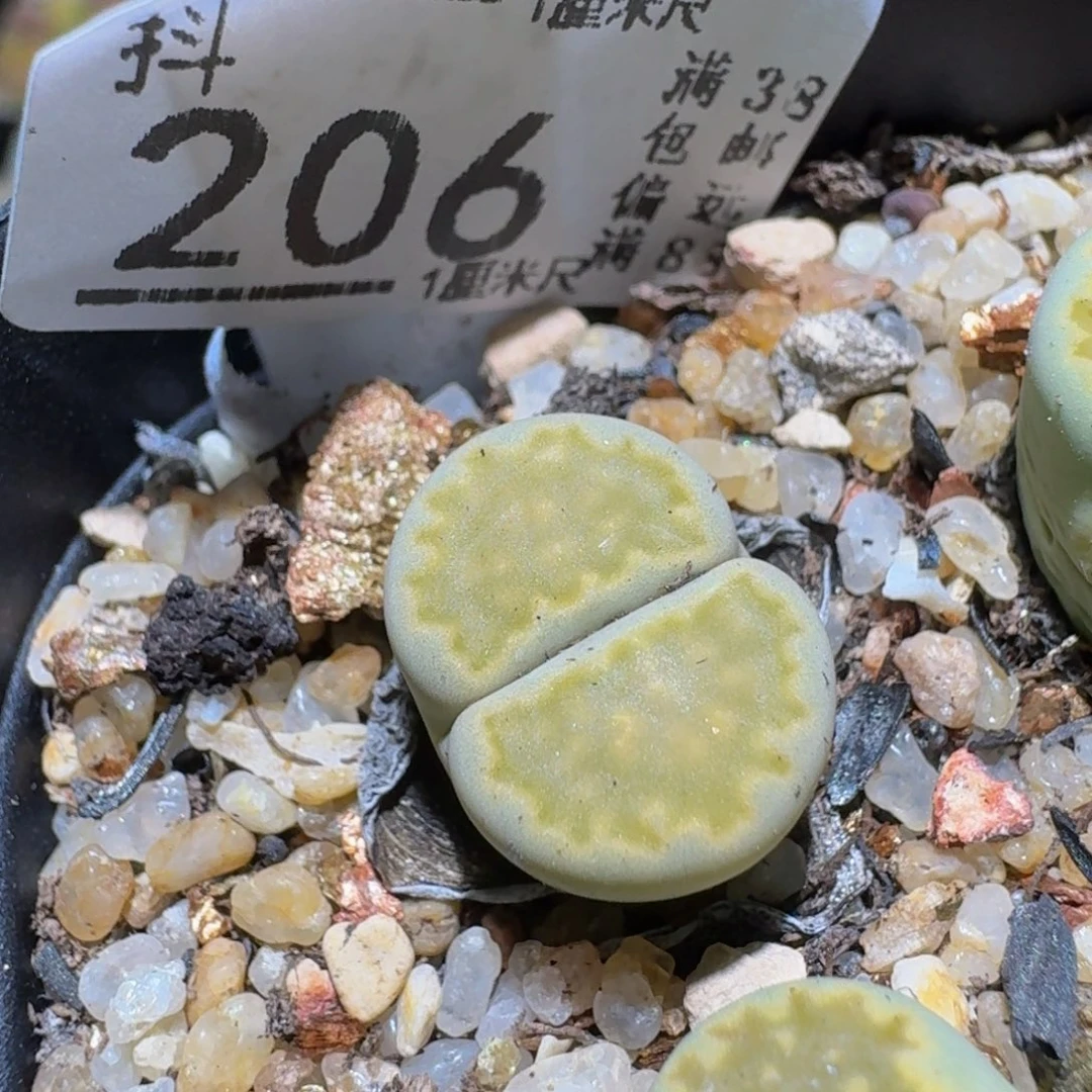 Ssss精品生石花206