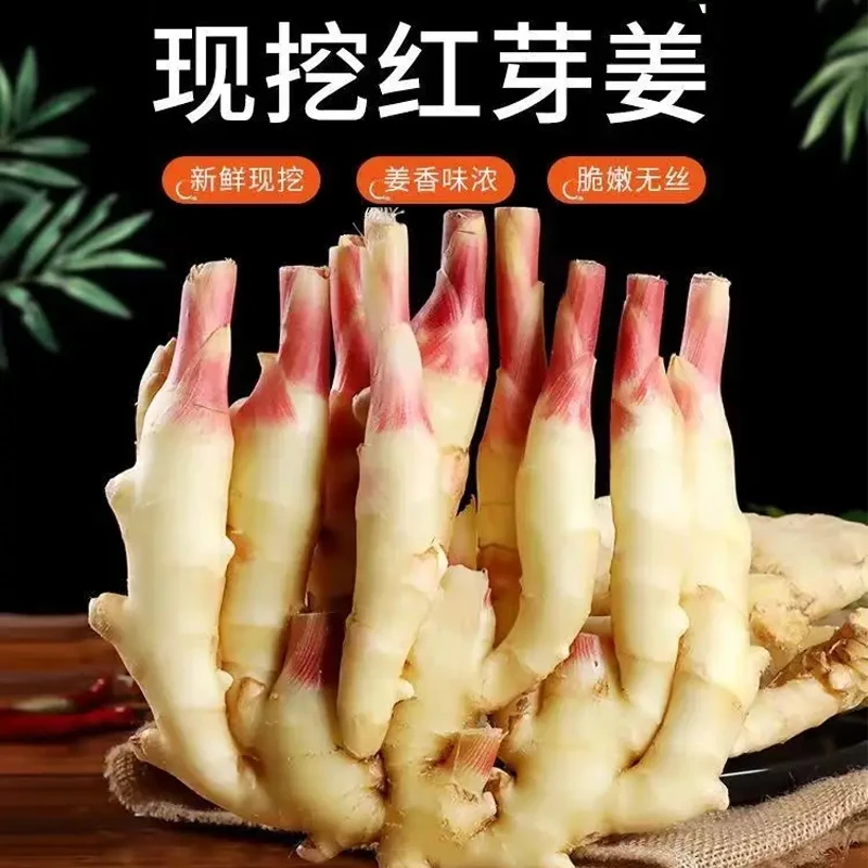 新鲜红芽嫩姜可腌制泡菜脆嫩可口的农家现挖生姜