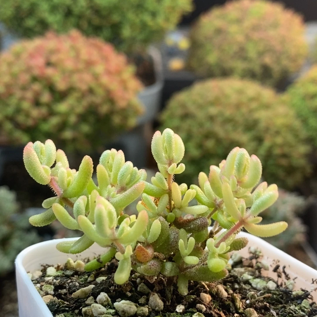 红宝石锦2484枝干