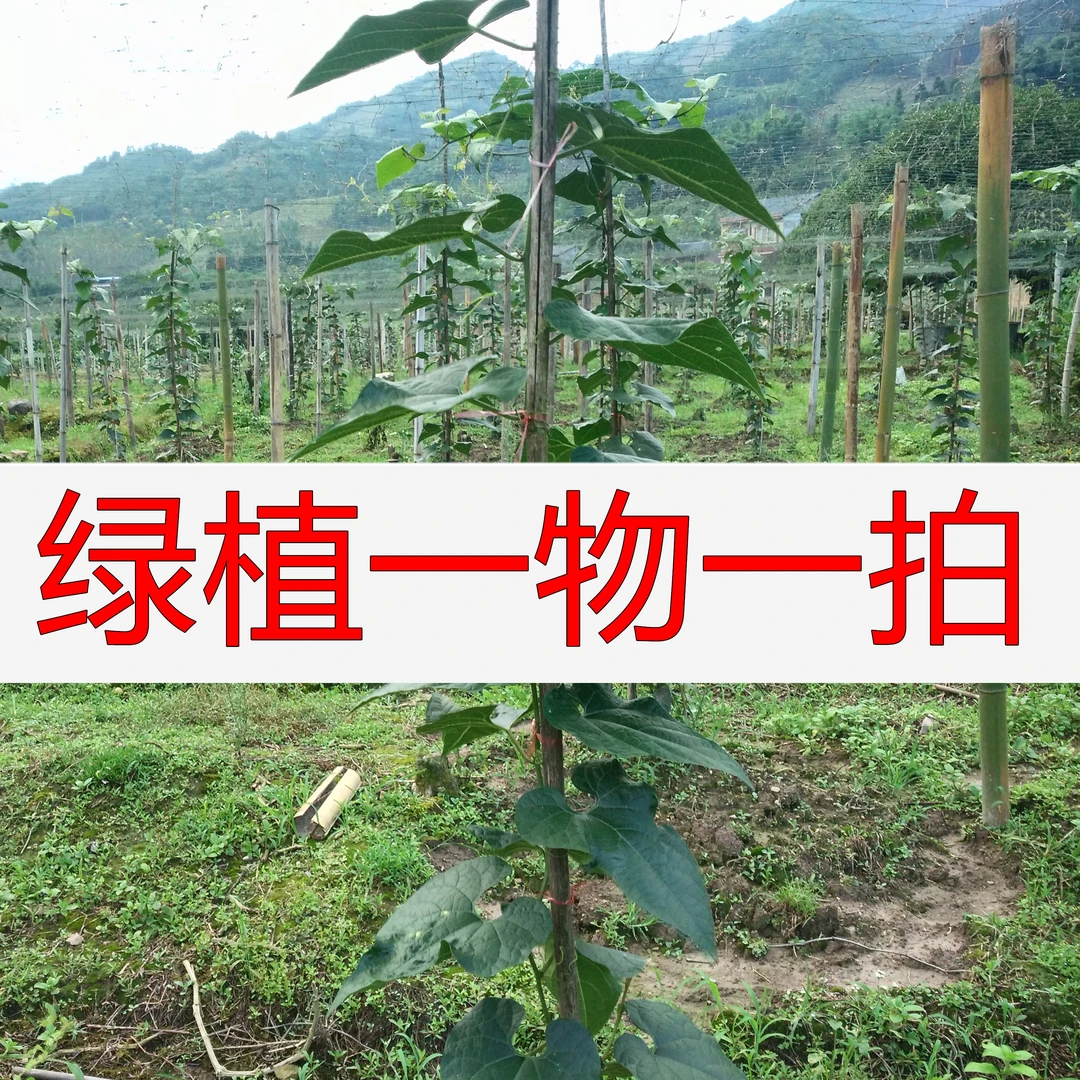 绿植庭院阳台（覃360以上）创意老桩（核对地址）