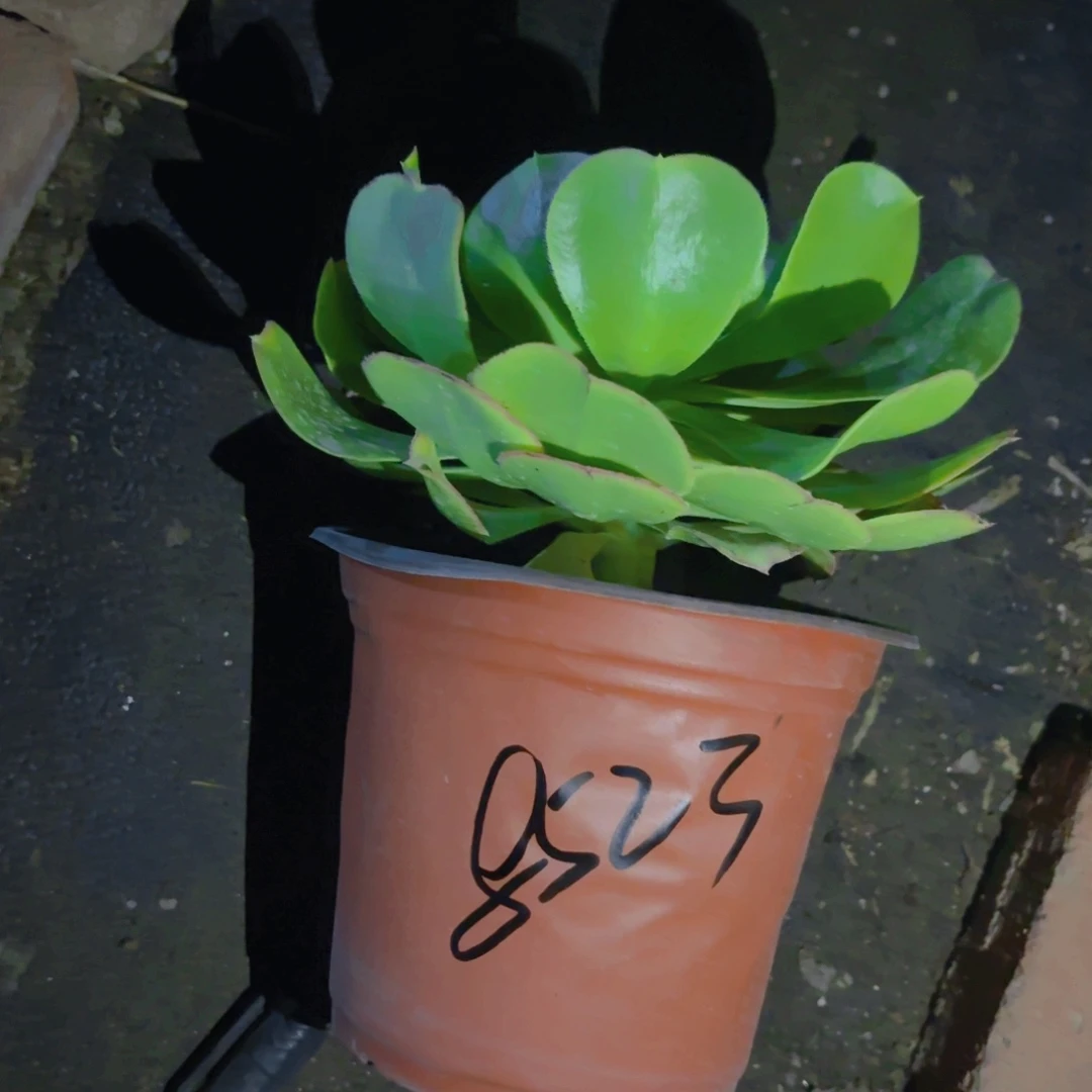 南***乔绿法师新疆包邮新疆包邮