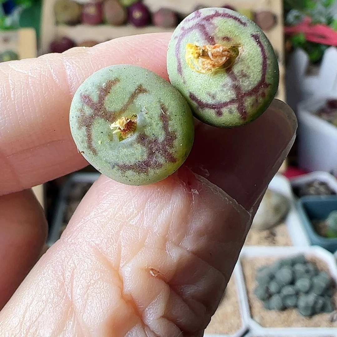 毛杂2颗包邮…………………………