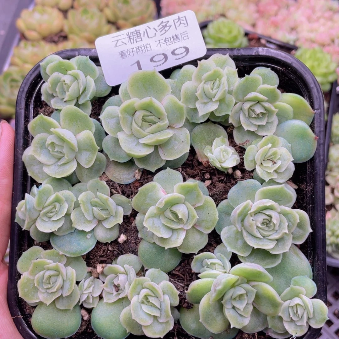 云糖心多肉植物199