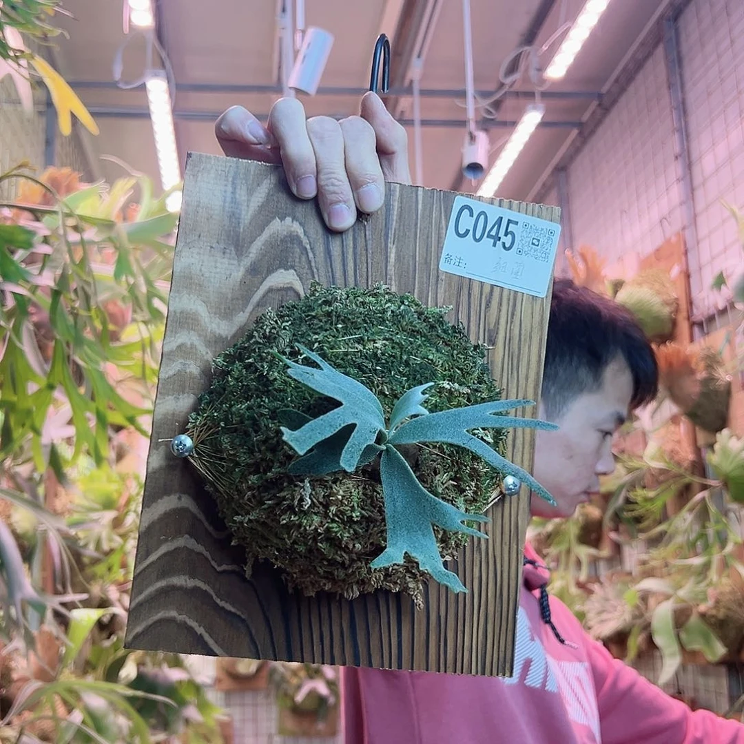 无花朵细菌a11。