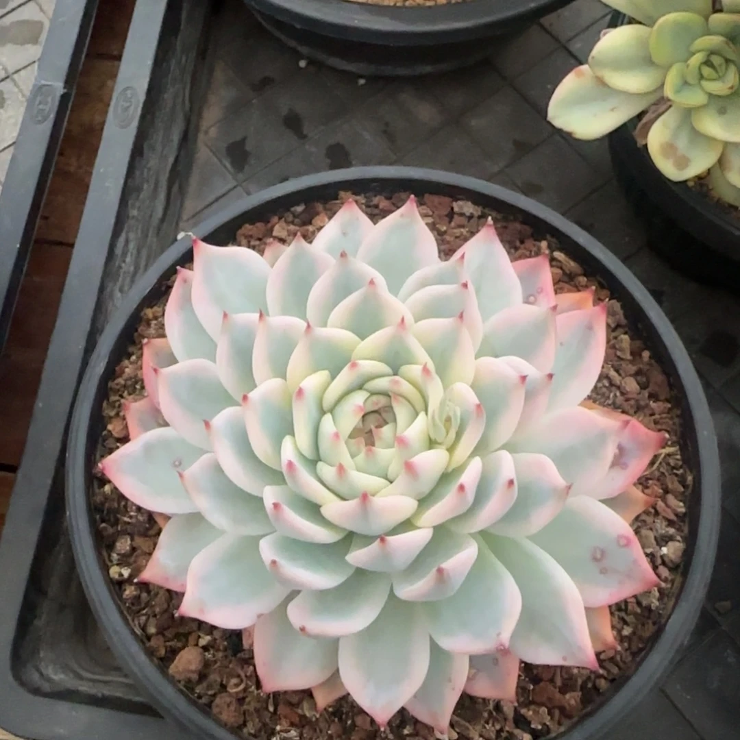 多肉植物一物一拍