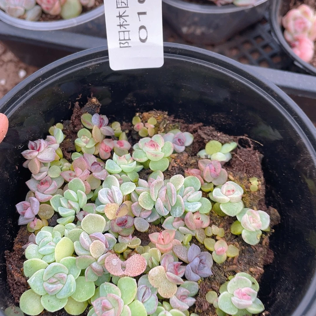 多肉植物多肉植物106