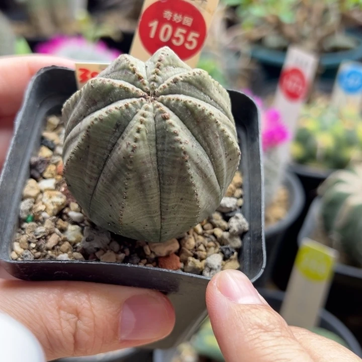 实生老布纹球4.8cm