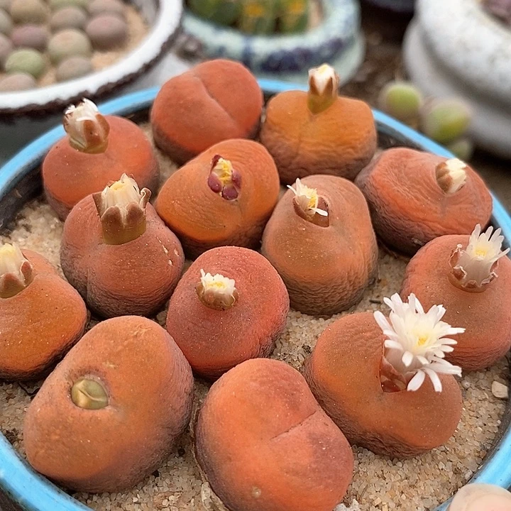 正版水蜜桃母本一颗   买2送1