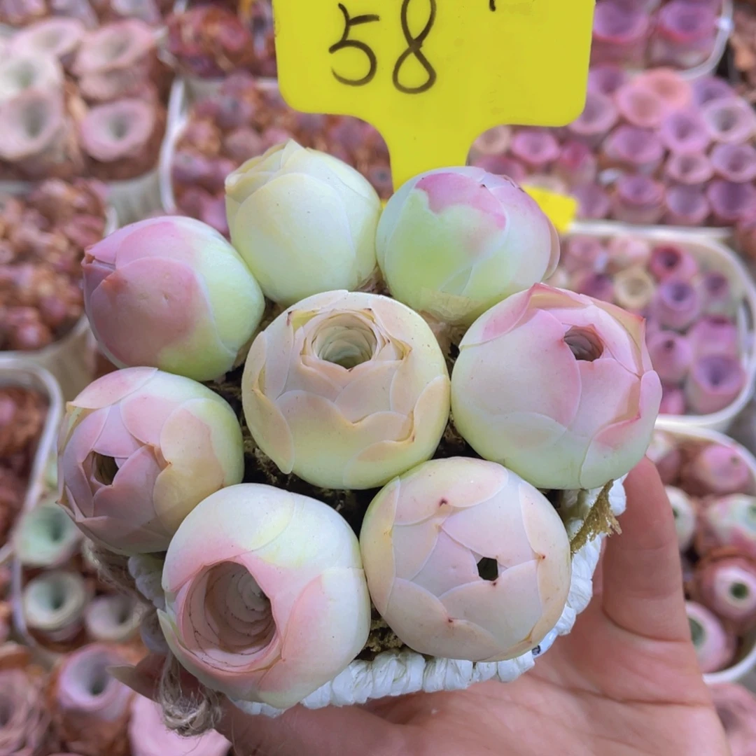 山地玫瑰花篮组合J666