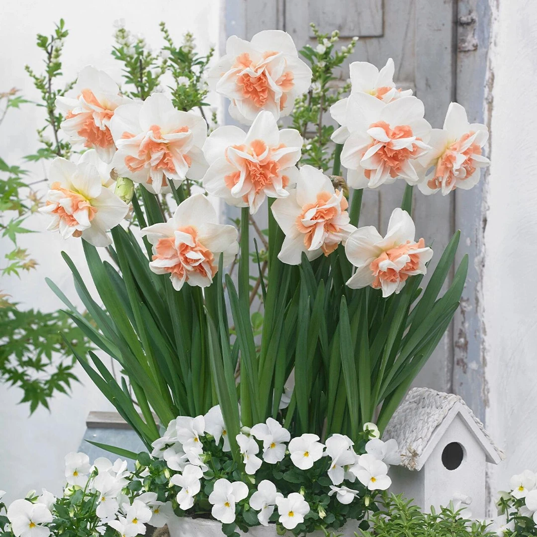 [洋水仙] 3颗种球 庭院阳台种植耐寒花卉室内外盆栽好养易活