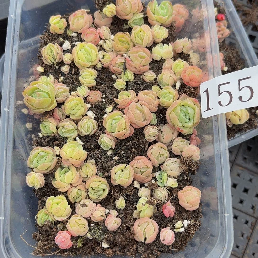 多肉植物多肉植物155
