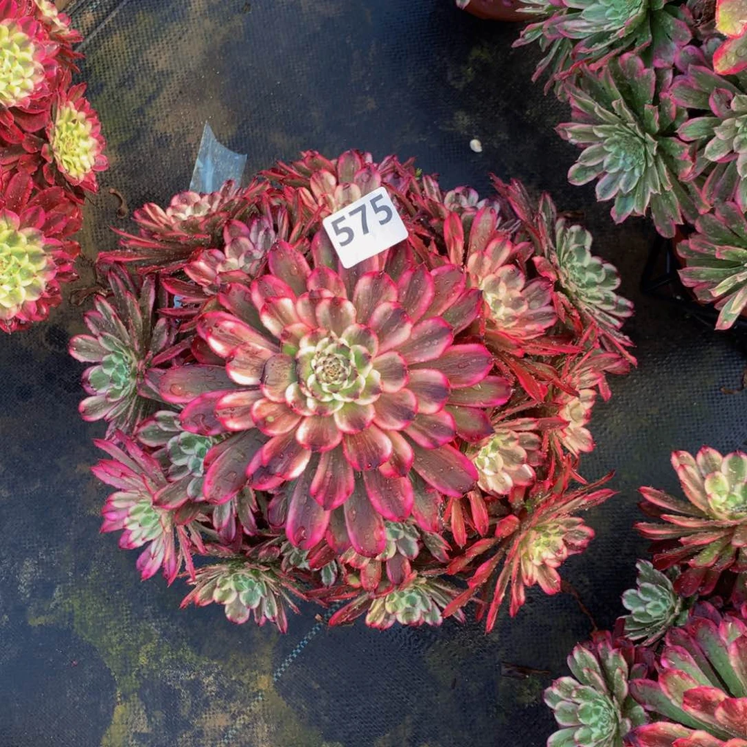 【闪购商品】燕*德芙575000000000