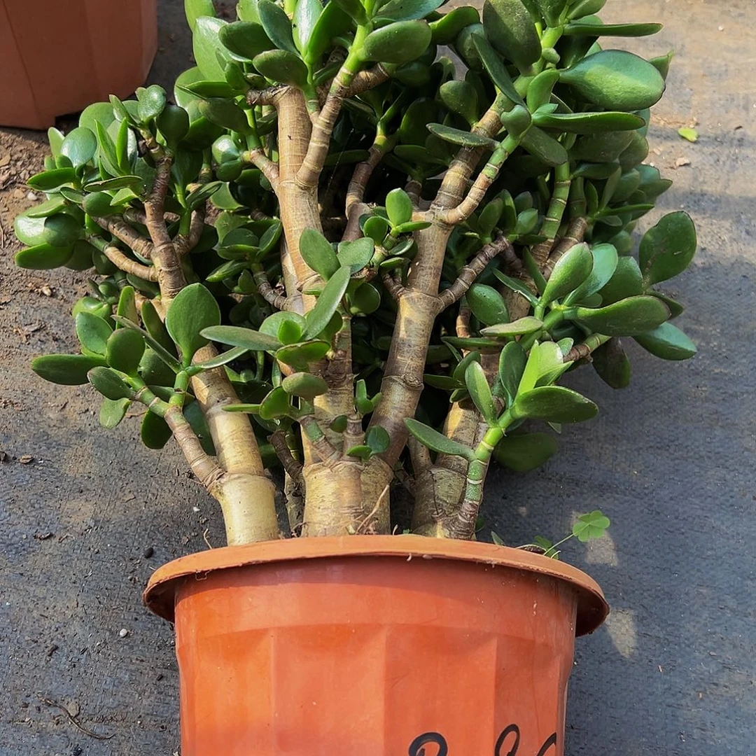 我***人稀有老青叶玉树8096