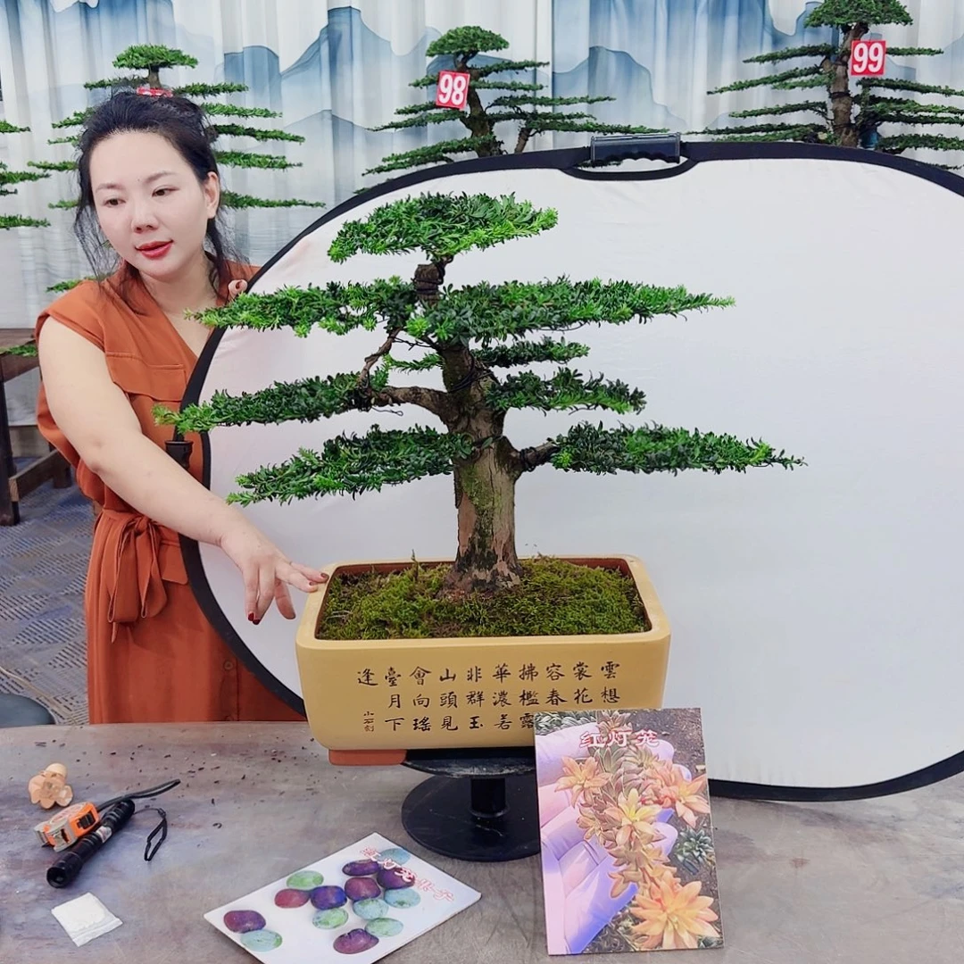 无花朵罗汉松一物一拍888