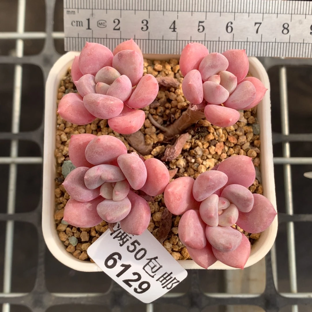 6129四头老桩花斑鹿冠服6.5