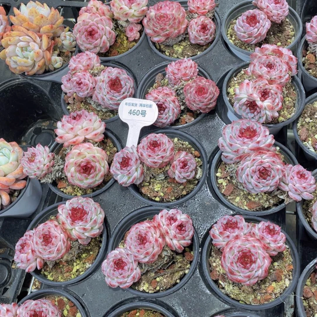 460号红丝绒糖心韩版天鹅绒老桩群一个