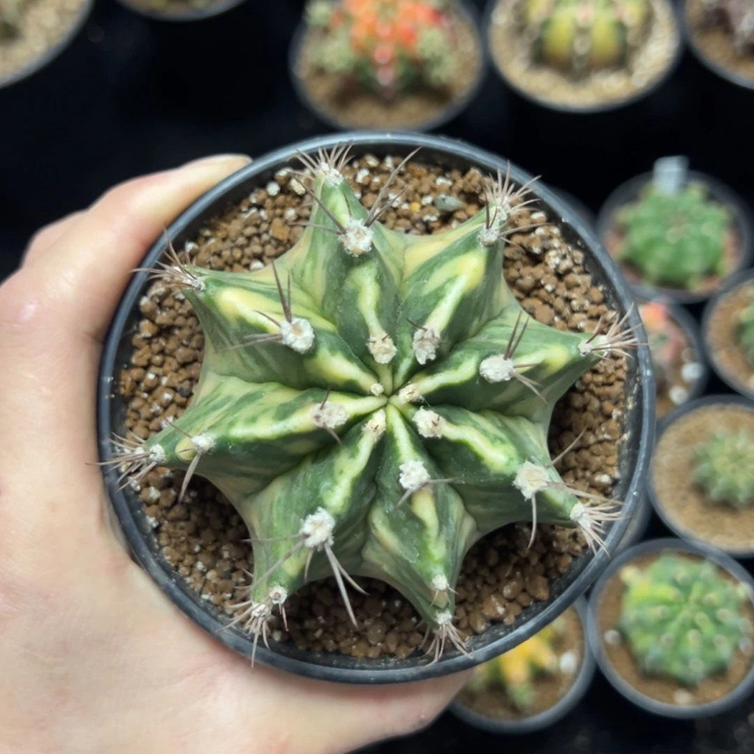 实生米哈锦大球带盆土发货37