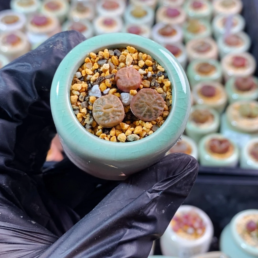 4167--一物一拍 带盆