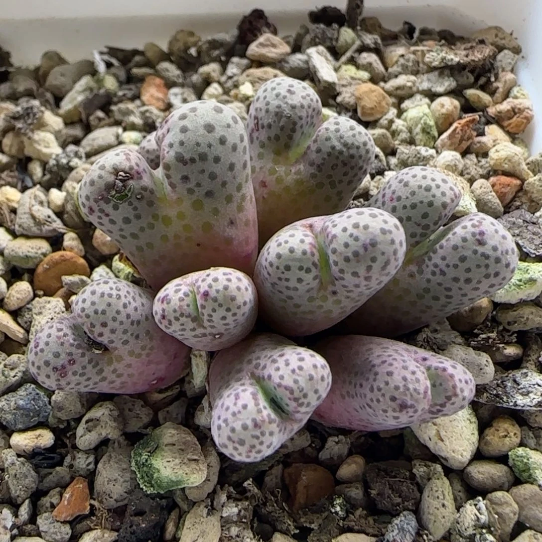 12-12下午场6-2双十二八折福利日系园艺斑马9头脱土