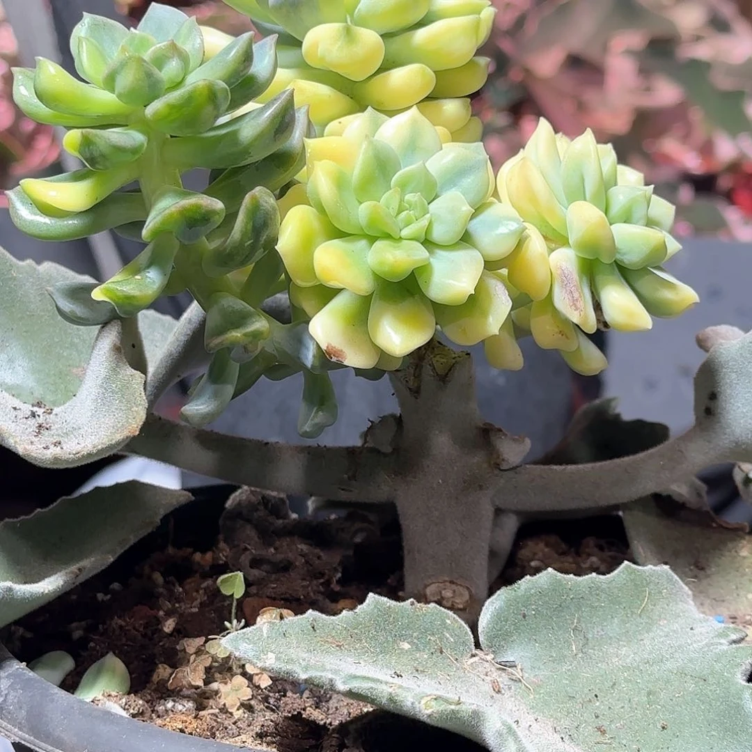 ✨****?超奶锦，多肉植物