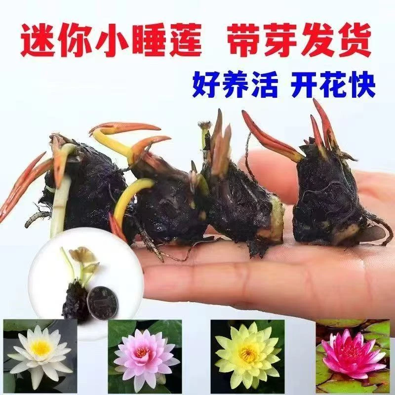 精品小睡莲香水型带芽发货水池鱼塘可栽