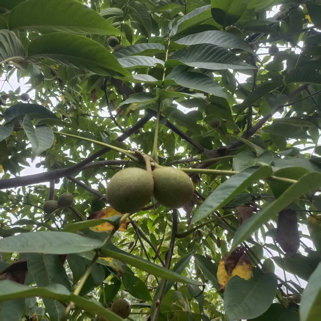 【优优甄选】云南高山核桃（不去青皮）5斤