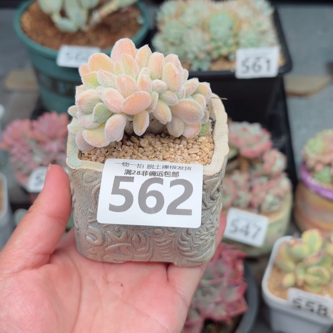 雪晃星缀化无盆土发货