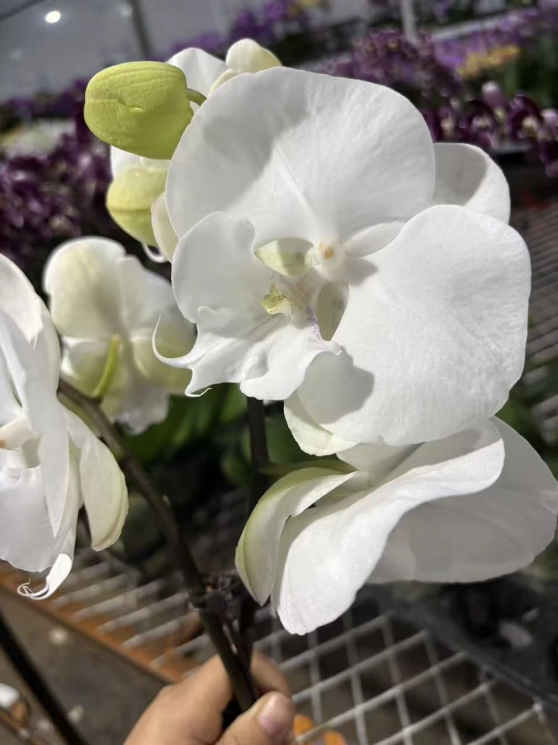 蝴蝶兰——(大白鲨)开花发货
