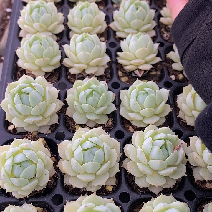 29 多肉植物盆栽花卉植物