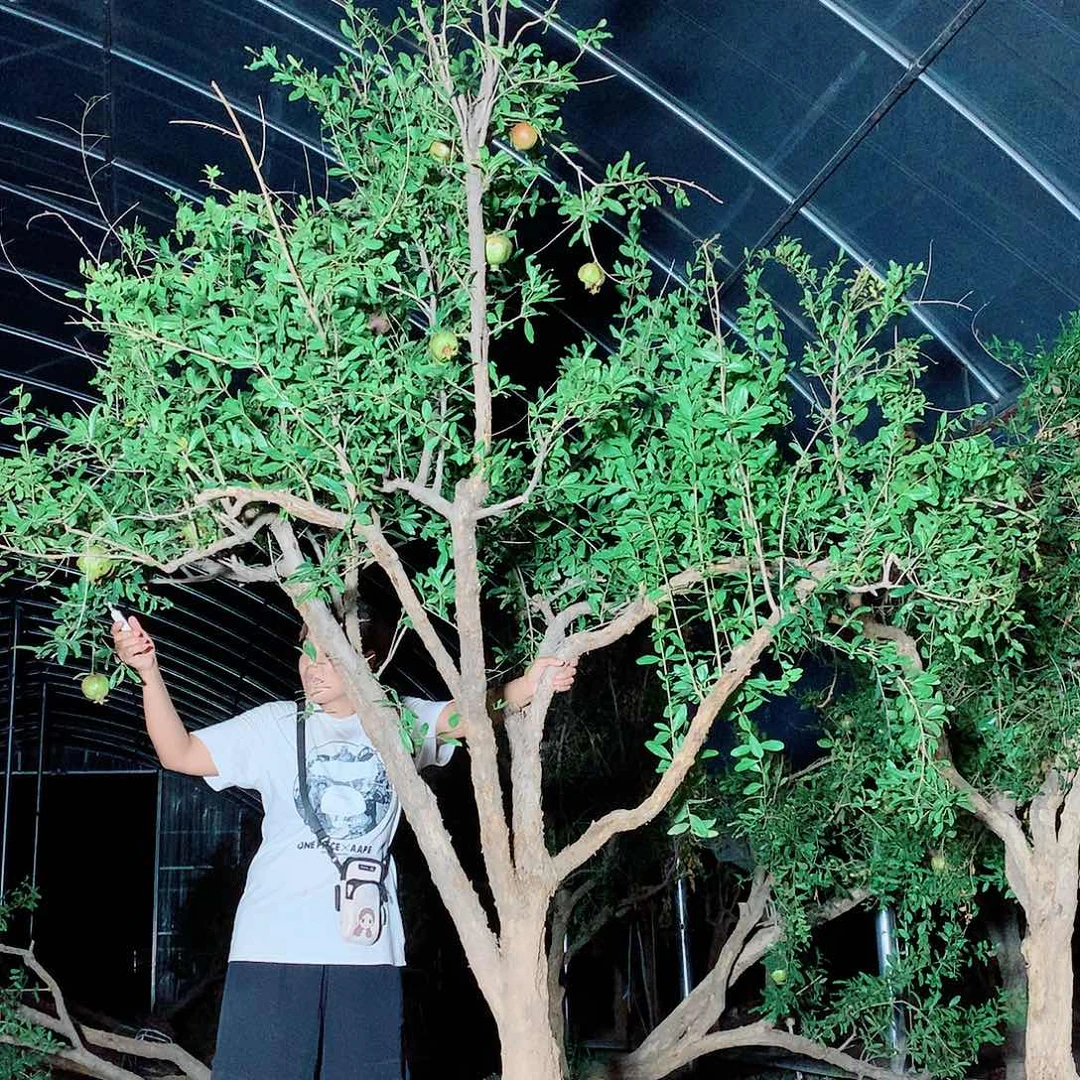 突尼斯软籽石榴树